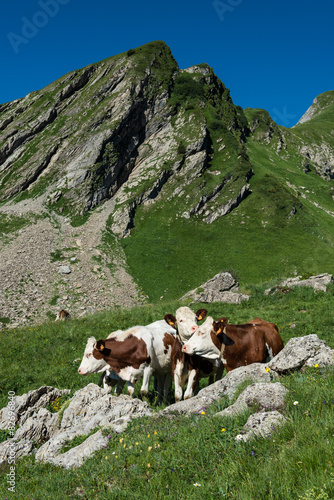 Cows in a high mountain pasture