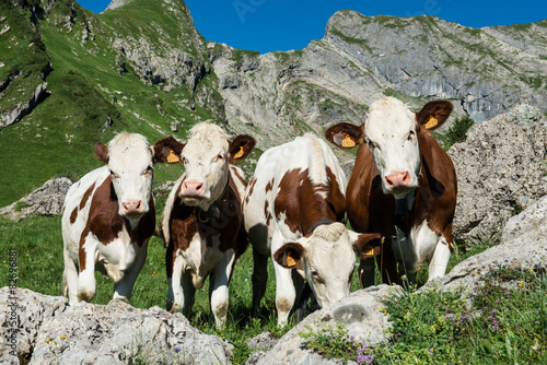 Cows in a high mountain pasture