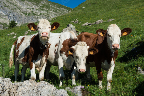 Cows in a high mountain pasture photo