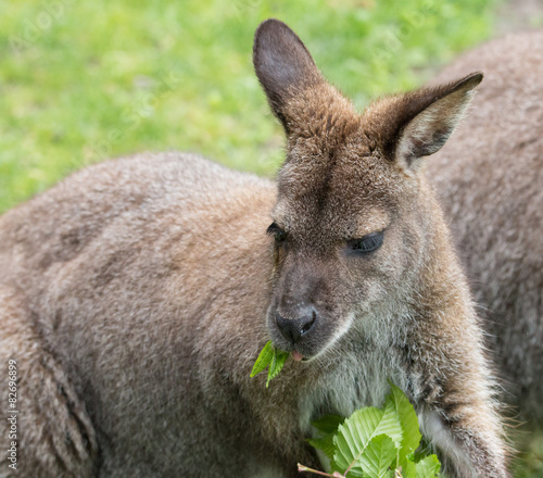 Cute Bennet Kangaroo on a meadow © chbaum