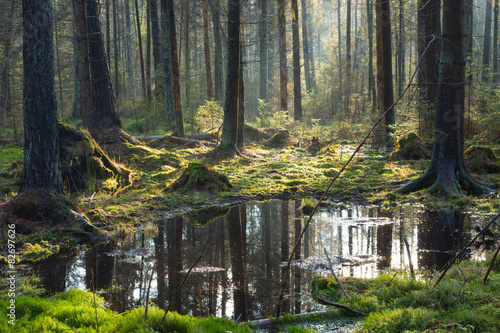 Fotografia Natural coniferous stand of Bialowieza Forest Landscape Reserve