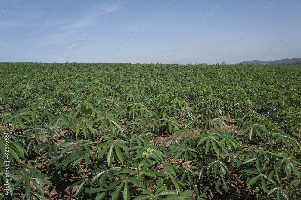 farm field walkway tree plant soil argriculture farmer job conce farm field walkway tree plant soil argriculture farmer job conce