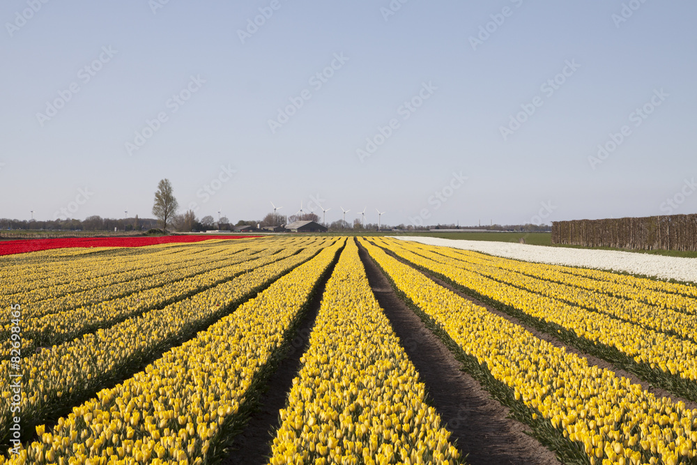 Field with yellow tulips in a row