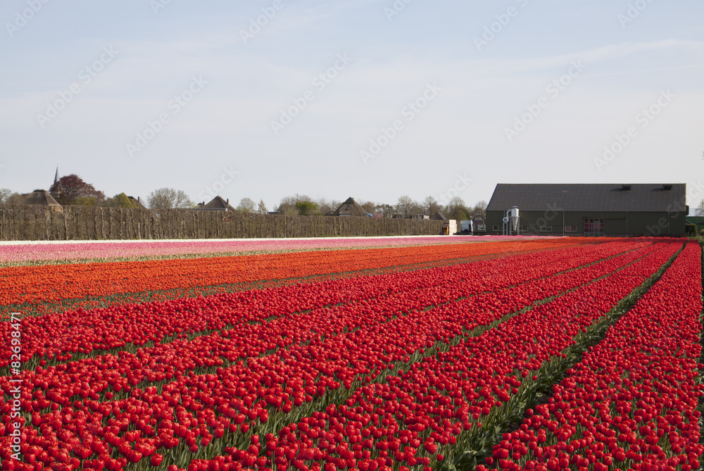 Beautiful red tulips field in the spring.
