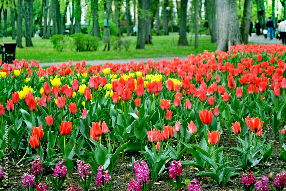 Park in the city of Gomel. Flowers tulips