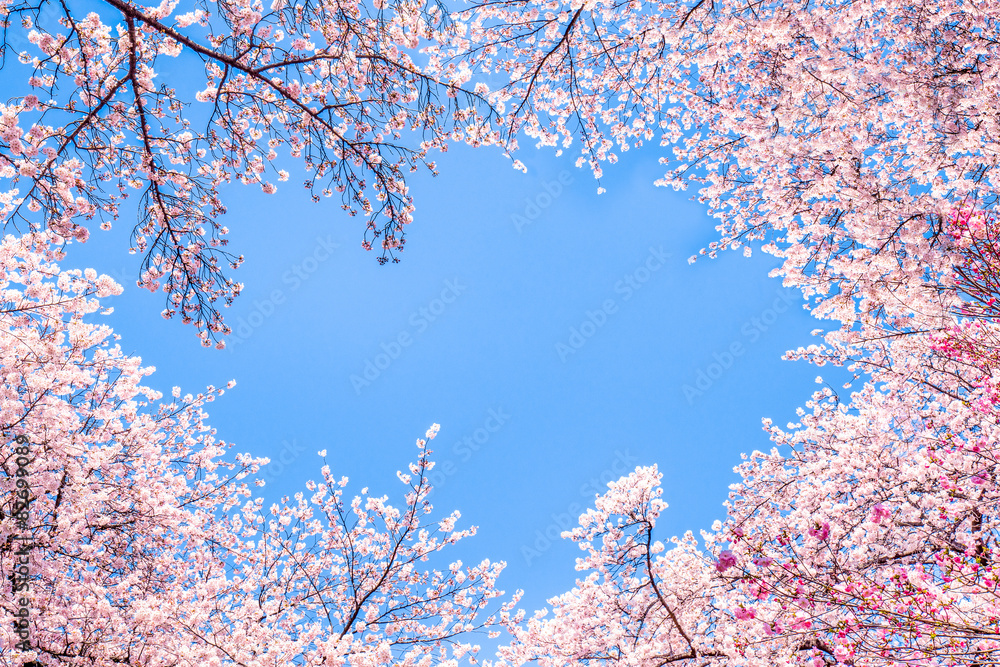 Fototapeta premium Rosa Kirschblüten vor blauem Himmel