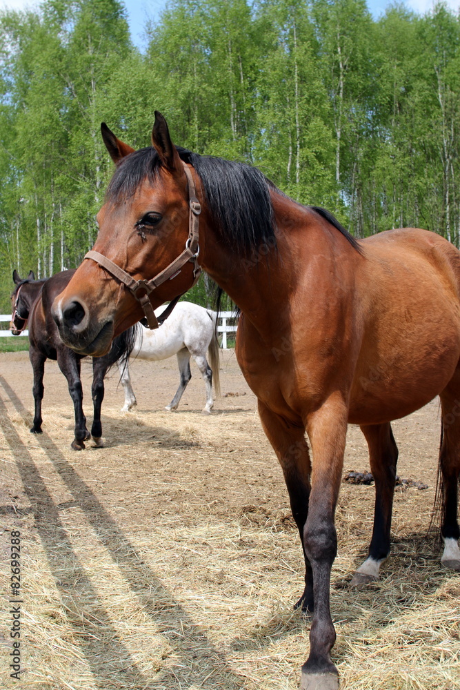 Obraz premium konie na wybiegu