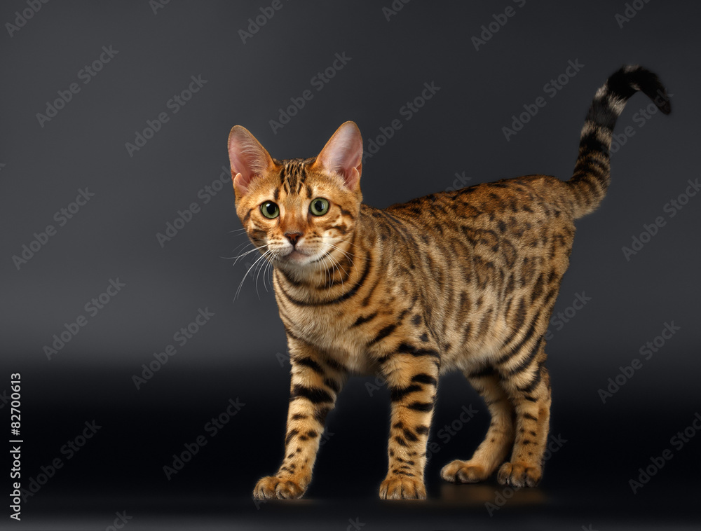 Bengal Cat Curious Looking in Camera on Black background 