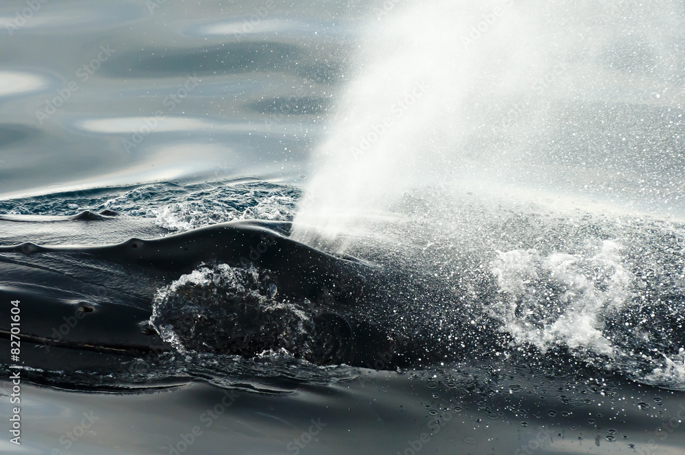 Naklejka premium Humpback Whale Blow Hole 