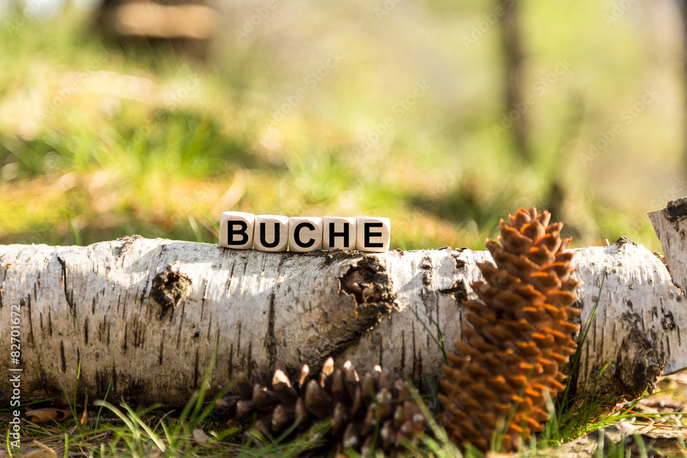 Würfel auf dem Waldboden - Buche Würfel auf dem Waldboden - Buche