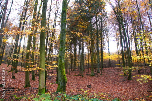 Mischwald im Herbst mit buntem Laub