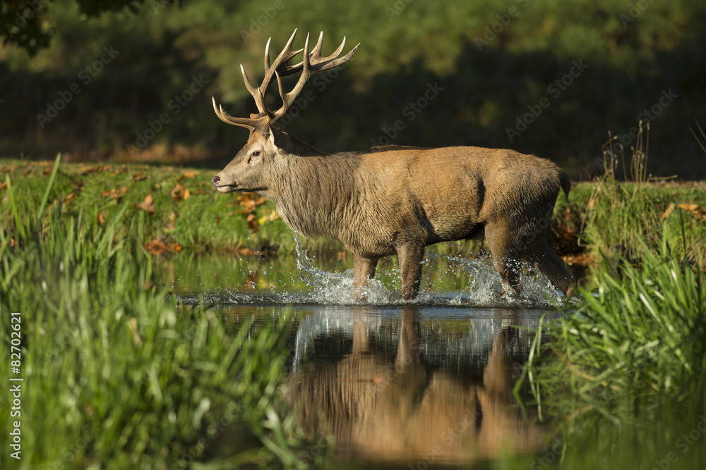 Red deer - Cervus elaphus Red deer - Cervus elaphus