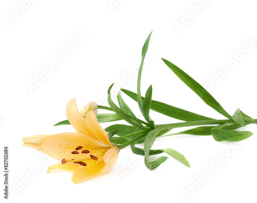 Yellow lily lilium flower isolated