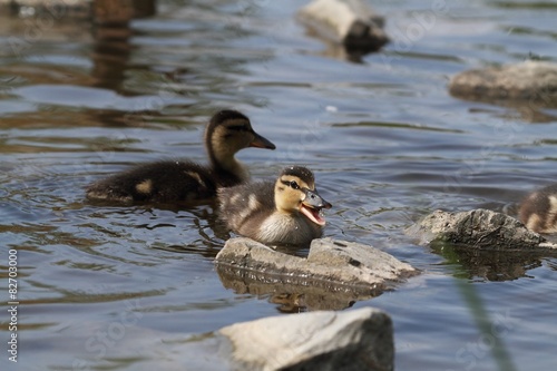 A small duckling swims on water.