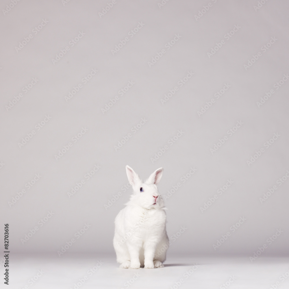 Naklejka premium White rabbit