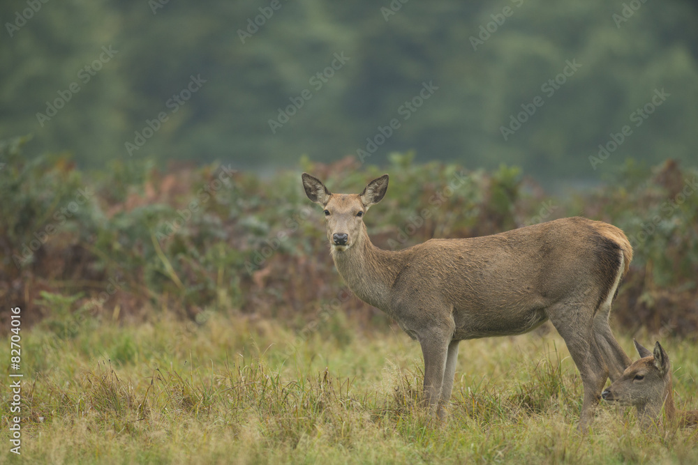 Red deer - Cervus elaphus Red deer - Cervus elaphus