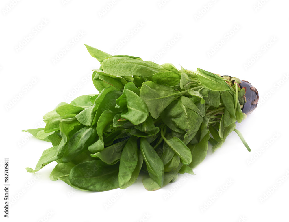 Green polygonaceae sorrel spinach dock leaves Green polygonaceae sorrel spinach dock leaves