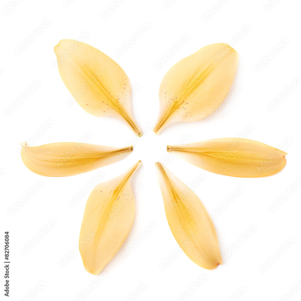 Yellow royal trinity lily petal leaves isolated Yellow royal trinity lily petal leaves isolated