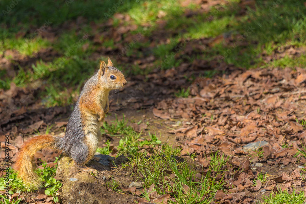 Fototapeta premium Parktaki Sincap