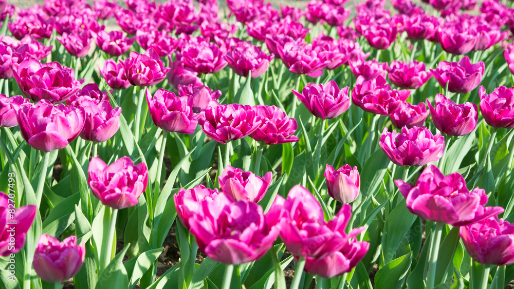 Obraz premium Bright pink tulips