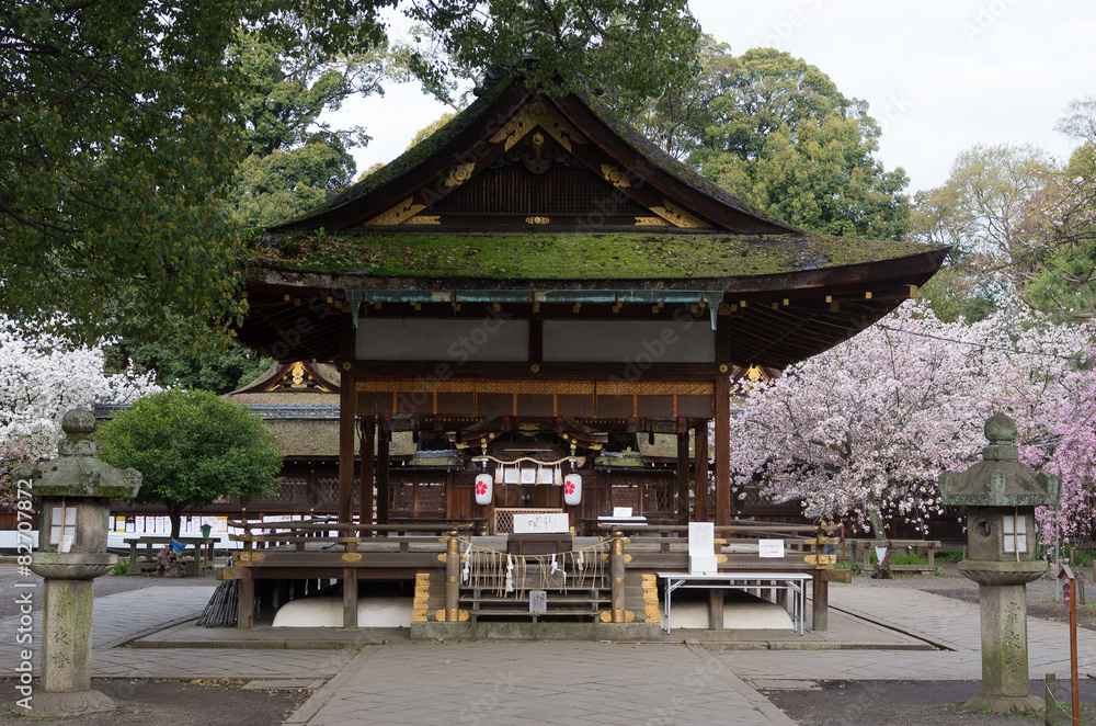 Naklejka premium 平野神社の拝殿と桜