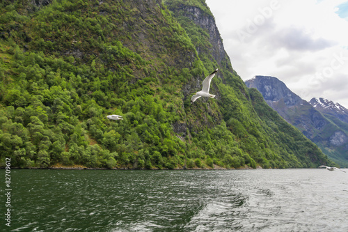 Seagulls fly over the Sognefjord, Norway