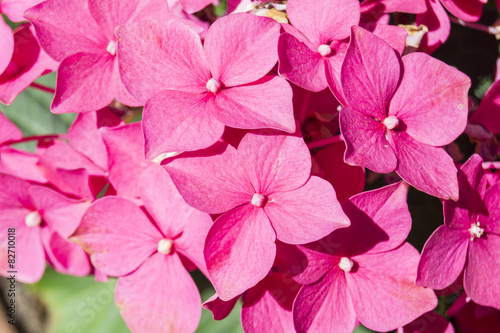 Hydrangea flowers