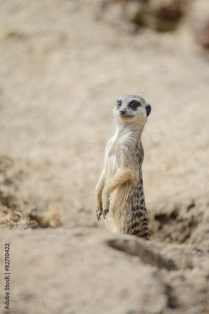 Fototapeta premium Meerkat on watch