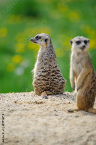 Two Meerkats on watch