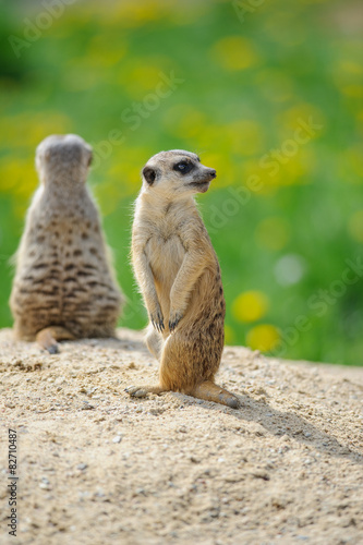 Two Meerkats on watch © Stanislav Duben