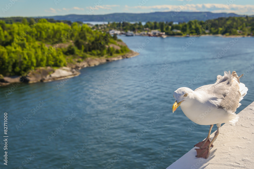 White gull on a background of Oslo fjord, Norway