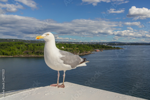 White gull on a background of Oslo fjord, Norway