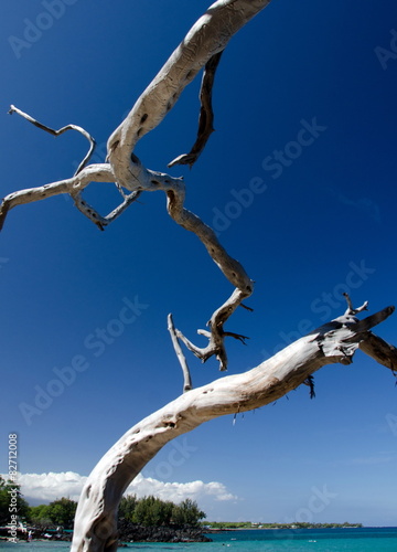 Network of dry wood trunks at Beach 69