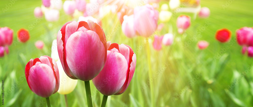 Fototapeta premium Wunderschöne Tulpen