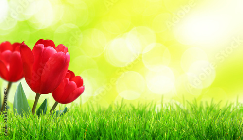 Fototapeta Naklejka Na Ścianę i Meble -  Wunderschöne Tulpen