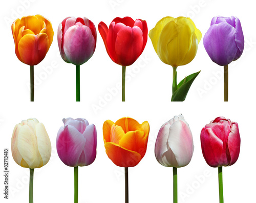 Fototapeta Naklejka Na Ścianę i Meble -  Wunderschöne Tulpen