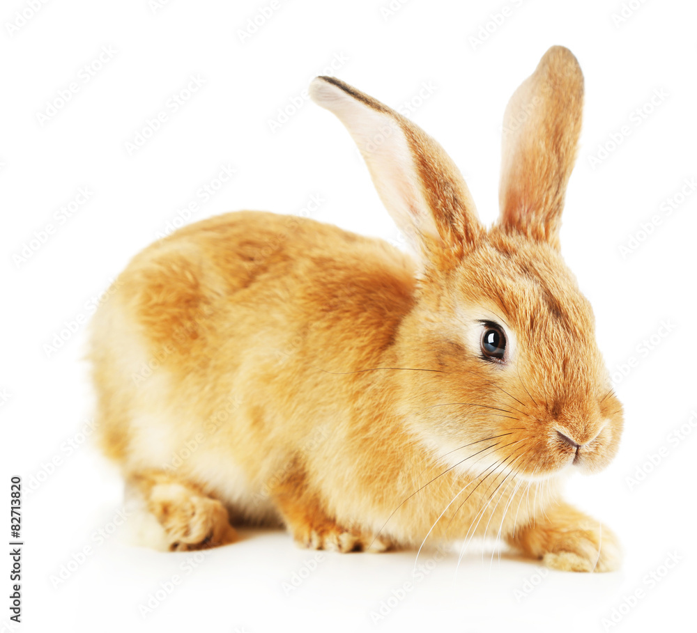 Cute rabbit, isolated on white Cute rabbit, isolated on white