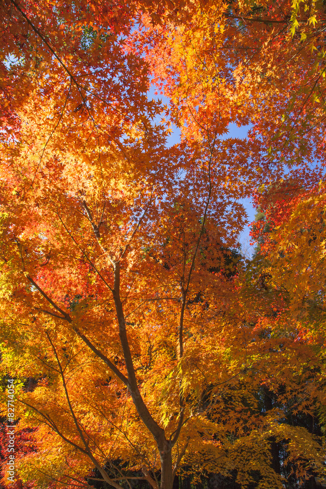 京都・赤山禅院の秋
