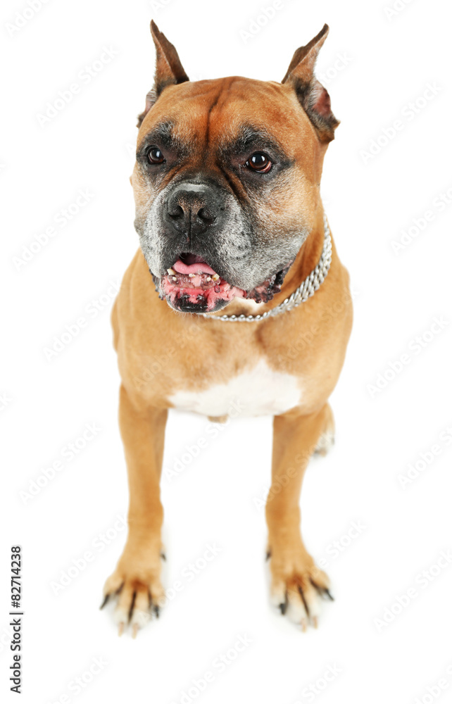 Cute dog isolated on white background