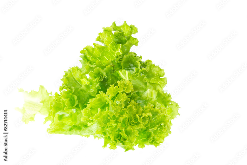 Fresh and green lettuce Fresh and green lettuce