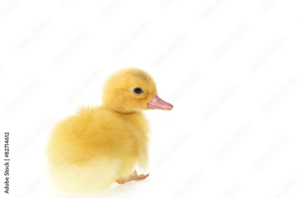 Close up small duckling isolated on  white