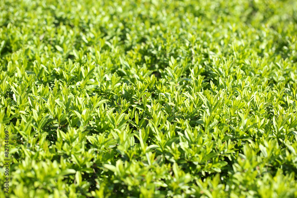 Beautiful spring leaves, close up Beautiful spring leaves, close up