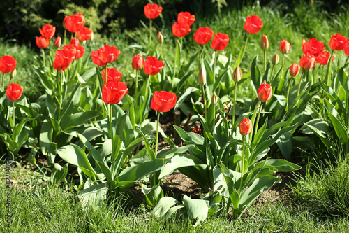 Beautiful tulips, outdoors