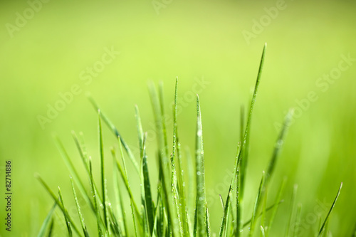 Green grass with dew on nature background, close up