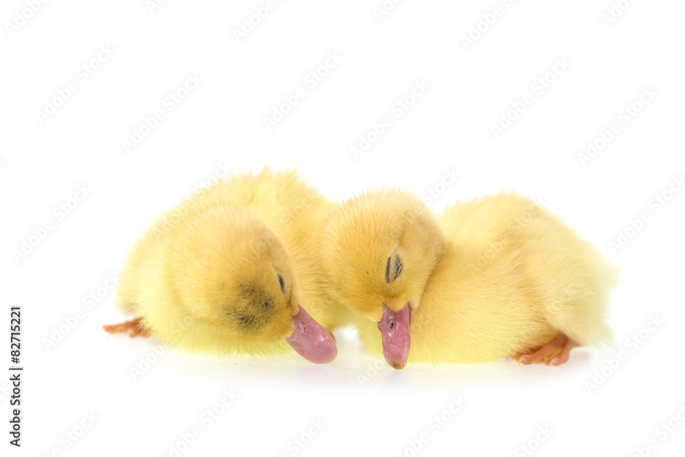 Close up small duckling isolated on white Close up small duckling isolated on white