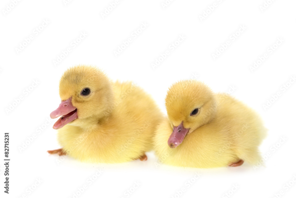 Close up small duckling isolated on white Close up small duckling isolated on white