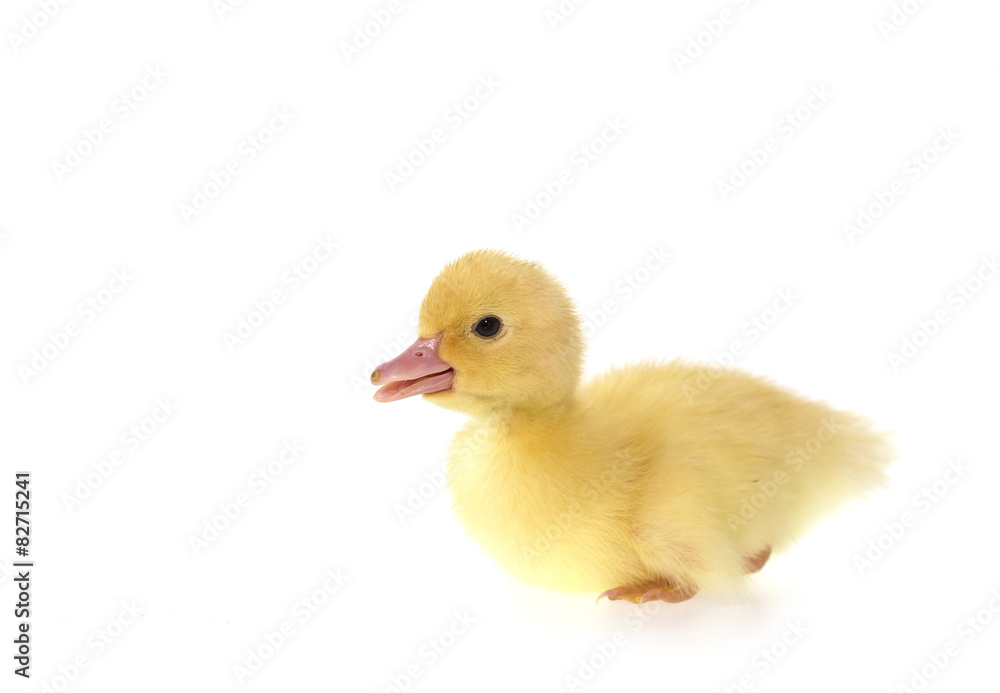 Close up small duckling isolated on white Close up small duckling isolated on white