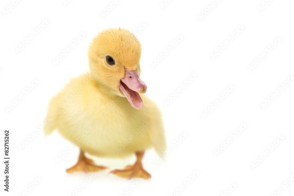 Close up small duckling isolated on white Close up small duckling isolated on white