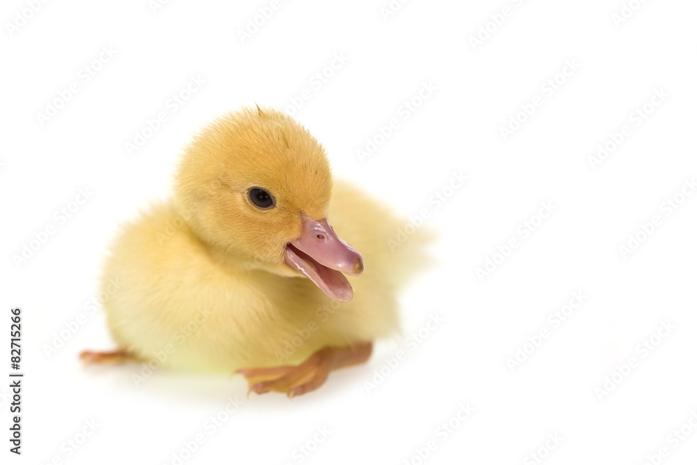 Close up small duckling isolated on white Close up small duckling isolated on white