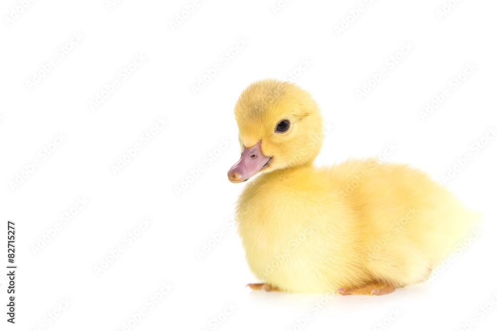 Close up small duckling isolated on  white